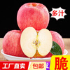 Yantai Apple Fruit Qixia Red Fuji Fresh Fruit Shandong Specialty Crisp Sweet Premium Fruit Net Weight 2.5 Jin (Fruit Diameter More than 80mm)