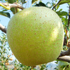 Jingxiansheng Shandong Yantai Freckled Wanglin Green Apple 3 catties, single fruit 170g + fresh fruit, free shipping directly from the source