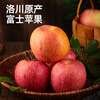 Western Region Meinong Authentic Shaanxi Luochuan Red Fuji Apple 2025 New Fruit 8.5 Jin 250g+ Crisp, Sweet and Fresh Straight from the Source