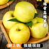 Sweet Alliance Shaanxi Baishui Ruixue Apple, next-day delivery in multiple regions, fresh and crisp pure sweet green apple gift box with rose fragrance, 9 pieces of fruit king (single 85mm-90mm), upgraded gift box version, the most cost-effective