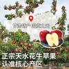 Mu Xiaoqi Fruits and Vegetables Gansu Tianshui Huaniu Noodles Apples Next Day Delivery to Multiple Places Snake Fruit Gift Box New Year’s Gift Box SS+ Grade Rare Fruit King (Single Fruit Approximately 80mm+) 10 Jin Pack Family Party-Best Deal Net 8 Jin