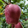 Jingxiansheng Tianshui Huaniu Apple, net weight 7kg, single fruit 260g+, fresh fruit straight from the source
