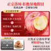 Authentic Shaanxi Luochuan apples, red Fuji, fresh seasonal rock candy, crispy and sweet, whole box of fresh fruits for pregnant women, about 8kg in box, single fruit 90mm+