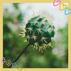 Newong is suitable for BMW mini car antenna decoration, car exterior decoration small objects, roof modification cactus pendulum, cactus-S73