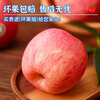 Jingdida Apple Yantai Apple Red Fuji Apple Fresh Fruit New Year Gift 8.5 Jin Single Fruit 80mm+ Straight from the Source