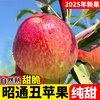 2025 Yunnan Zhaotong City Ugly Apple Red Dew Fruit Fresh Full Box Seasonal Fuji Candy Apple Shaotong 9 Jin Pack Extra Large Fruit (90-100mm)