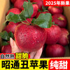2025 Authentic Yunnan Zhaotong Rock Candy Heart-Chou Apple Fresh Fruit Apple Seasonal Crisp Sweet Fruit Origin Straight Hair 9 Jin Packed Large Fruit (80-90mm)
