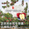 Uncle Sam Huaniu Apple Flash Delivery Gansu Tianshui Noodles Apple Fruit Gift Box Snake Fruit New Year's Day Sweetness Upgrade Fruit King 80-85mm 9 catties Best Deal - All-you-can-eat for the whole family Net 8.5 catties