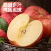 Western Region Meinong Authentic Shaanxi Luochuan Red Fuji Apple 2025 New Fruit 8.5 Jin 250g+ Crisp, Sweet and Fresh Straight from the Source