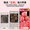 Authentic Shaanxi Luochuan apples, red Fuji, fresh seasonal rock candy, crispy and sweet, whole box of fresh fruits for pregnant women, about 8kg in box, single fruit 90mm+