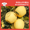 Jingxiansheng Shandong Yantai Huang Yuanshuai apples are sour and sweet. Net weight is 3 pounds. Single fruit is 75-80mm. Direct shipping from the source. Free shipping.