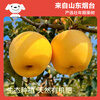 Jingxiansheng Shandong Venus apple net weight 4.5 catties single fruit 200g fresh fruit direct from the source with free shipping