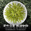 Yuefeng Special Biluochun Fragrance Green Tea 2025 New Tea Before the Rain Spring Tea Young Buds Tea for Yourself Drinking Gift Can 500g