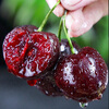 Jingdida Chilean cherries, net weight 5kg, 3J grade imported cherries, Jingdong self-operated fresh fruit, direct from source, free shipping