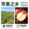 Western Region Meinong Authentic Shaanxi Luochuan Red Fuji Apple 2025 New Fruit 8.5 Jin 250g+ Crisp, Sweet and Fresh Straight from the Source