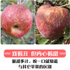 Yunnan Plateau Red Dew Apple Seasonal Fruit Rock Candy Heart-Ugly Apple Light Eater Pure Sweet Skin Thin Skin Juicy Free Shipping to Home Contains 3kg Box Medium Fruit