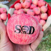Muke Henan Lingbao Apple Temple Heshan natural selenium-rich apple SOD apple red Fuji fresh fruit New Year gift box without sod characters 80-85mm 15 pieces gift box shipped directly from the place of origin with SF Express free shipping