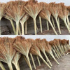 Broom, sorghum old-fashioned household broom, thickened floor sweeping broom, construction site school hand-woven sweeping broom, selected sorghum broom, two