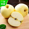 Beijing Fresh Shandong Cream Fuji Apple, net weight 8 pounds, single fruit 85-90mm, fresh fruit, direct shipping from the source, free shipping