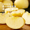Jingdida Shandong Yantai Golden Venus Apple, 4.5 catties net, single fruit 70-75mm, direct shipping from source, free shipping