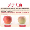 Longbaiwei authentic fresh rock candy apples, seasonal fruits, domestic red Fuji ugly apples, whole box, 5 jins in the whole box, fruit diameter 80-85mm, net weight 4.5 jins