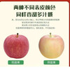 Shanxi Fuji Ugly Apple, Shanxi Red Fuji Yuncheng Apple, Linyi Fuji Film Bag, Fuji Crisp, Sweet and Juicy (70mm+), 6-8 pieces in box, 3 catties, tray