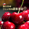 Chilean cherries 3J grade 250g