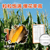 Zhanyi Caramel Flavored Three-in-One Corn Kernels 200g*5 Special for homemade popcorn raw materials spherical cream corn pops
