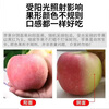 Xinjiang Aksu Rock Candy Heart Apple, Fresh Ugly Apple, Red Fuji Fresh Fruit, Gift Recommendation, 10kg in box, single fruit 75-86mm, net weight 8.5kg