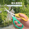 Taipeng grape pruning special scissors for fruit thinning, pruning, pepper picking, fruit and vegetable scissors, orange picking and loquat scissors, 2111 powerful floral scissors