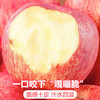 Jingdi Dalochuan Apple Fruit Shaanxi Red Fuji Festival Gift Net Weight 8.5 Jin Single Fruit 85mm + Direct Shipping from the Source