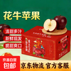 Huaniu Apple Gansu seasonal fresh red snake noodle apple baby food supplement fruit Mid-Autumn Festival gift box Huaniu Apple with box 3 pounds 70MM+