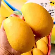 [Fresco seleccionado] Hainan Sanya Xiaotai Nong Mango FCL Fruta fresca de temporada al por mayor Mango Xiaotai Nong Guifei Yumango Mini Fruit [30-50g] [Peso neto 5 kg]