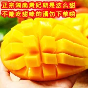 [Destacado encontrado] Mango Guifei, Hainan Sanya El mango Guifei está maduro y fresco en el árbol frutal en temporada