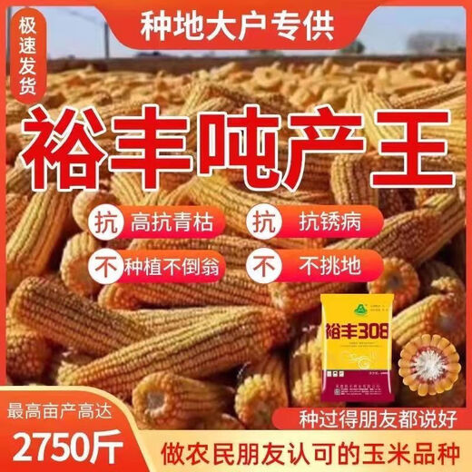New species Yufeng 303 Yufeng 308 high-yielding corn seeds, lodging-resistant, short-stemmed, national-approved large-stick corn seeds, national-approved original Yufeng 303, 4200 grains in a bag (random packaging)