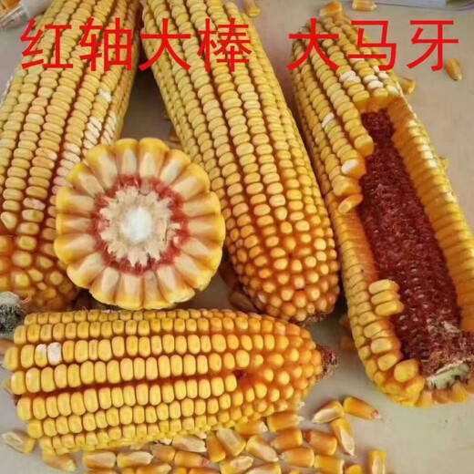 New species Yufeng 303 Yufeng 308 high-yielding corn seeds, lodging-resistant, short-stemmed, national-approved large-stick corn seeds, national-approved original Yufeng 303, 4200 grains in a bag (random packaging)