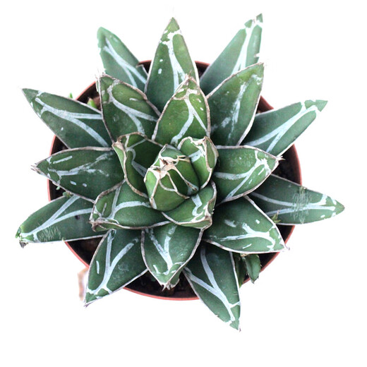 龙舌兰组合小盆栽大型多肉植物新手客厅装饰绿植雷神吉祥冠 亚龙木四根 高7-9cm 裸根不带土