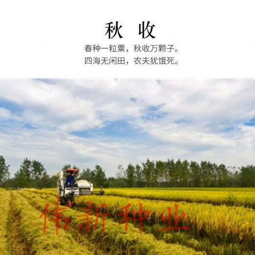 Authentic and delicious rice seeds that can be planted, upland rice seeds, upland rice fragrant rice, upland rice seeds, glutinous rice seeds, national approved direct-seeded upland rice seeds, dry land large fields, bulk name, simple packaging, semi-Jin Jin, equal to 0.5 kilograms, 250 grams