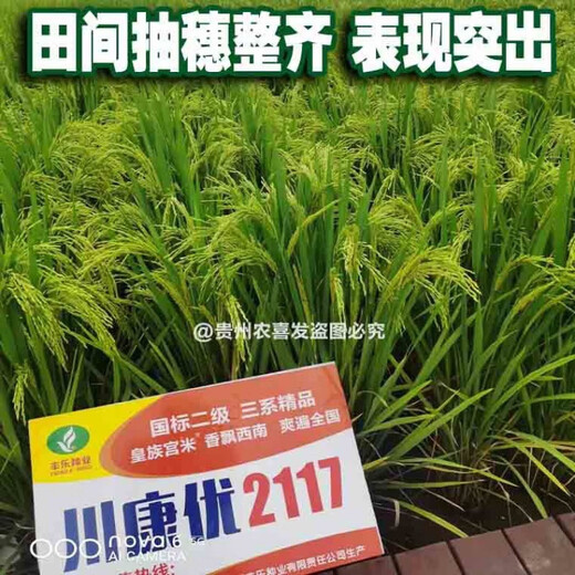 川康优2117 2115杂交香米水稻种子高产杂交水稻种子长粒香米水稻