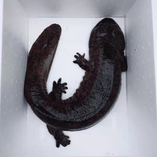 Fresh and live giant salamander delivered by SF Express to your home for edible aquatic products and seafood. 4 Jin Jin is equal to 0.5 kg of one fresh and live giant salamander.