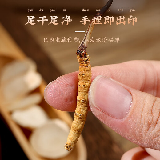 源江草冬虫夏草 高海拔新干虫草礼盒装 虫草滋补营养品送长辈 4根/克20根