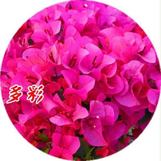 Bougainvillea seeds, Bougainvillea seeds, Bougainvillea flower seeds, Bougainvillea flower seeds, Potted Four Seasons Eight, Lansha 100 capsules
