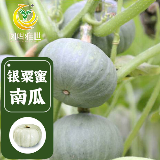 Fengming Yashi Xinjiang Silver Chestnut Pumpkin Seeds Chestnut Flavor Pumpkin Sweet Powder Waxy Spring Silver Chestnut Honey Pumpkin Seeds 20 capsules