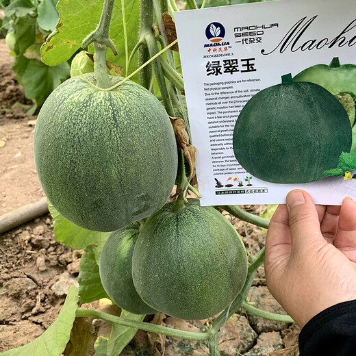 Zhongke Maohua fruit seeds green melon seeds emerald South Korea emerald green jade green skin green flesh melon seeds green jade 600 capsules/bag dark green skin large fruit type