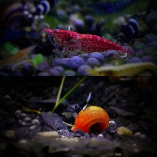 Ornamental shrimp snail crab fish tank algae removal aquarium freshwater pet fresh cherry blossom crystal shrimp clean shrimp live cherry blossom 5 apple snail 10