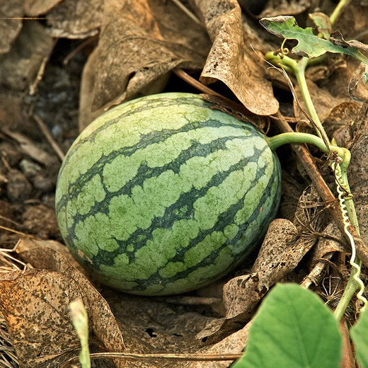 Shouhe Yellow Flesh Watermelon Seeds Yellow Heart Gift Type Yellow Flesh Shouguang Melon Winter and Spring Home Garden Melon Seeds Xiaofeng Watermelon Seeds 30 capsules (10 capsules x 3 packs)