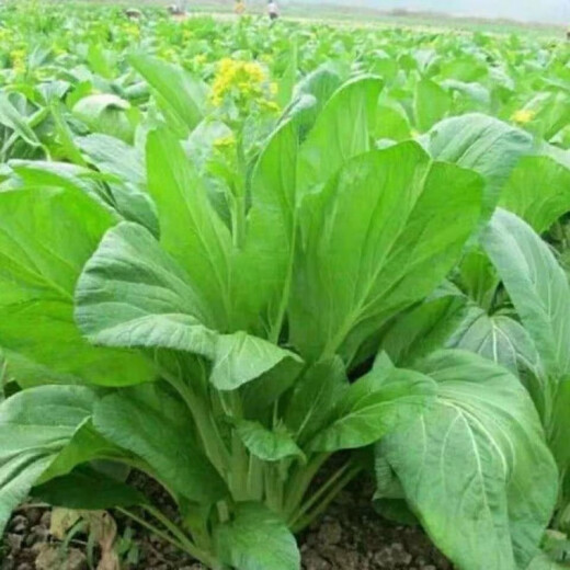 多枝多芽菜心种多子多福甜菜心种广东菜芯菜苔籽蔬菜种春秋四季 精选3888粒成活率98%好吃 超高发芽率【超多枝芽】多籽多福