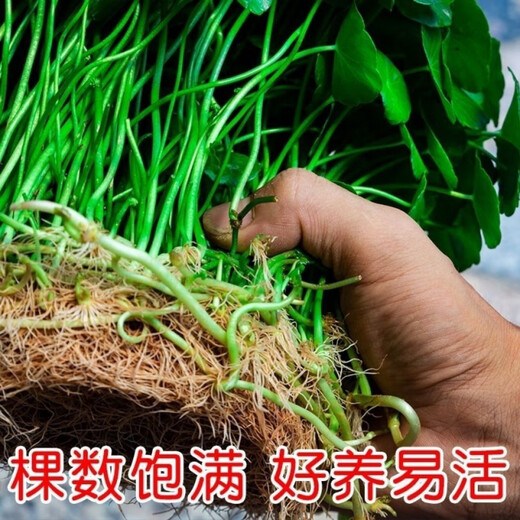 Xingan and copper money grass hydroponic potted indoor and outdoor flowers money grass green plants suck green plants flowers and plants copper money grass one pot without pot about 300 plants with leaves