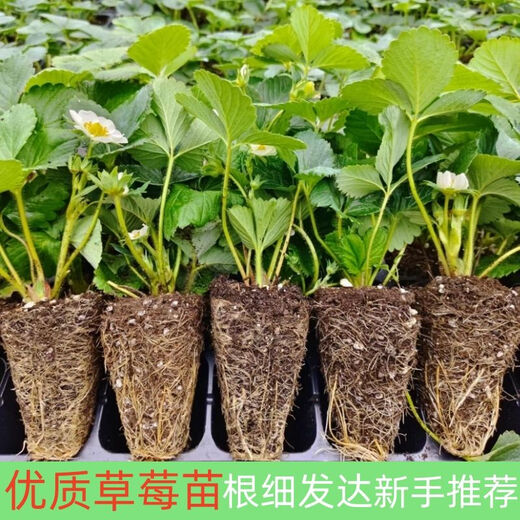 Strawberry seedlings shipped from original soil, flowering and big fruit, cream strawberry seedlings for four seasons, wholesale of current year fruit plug seedlings, 6 Ningyu strawberries, shipped from original soil + fertilizer
