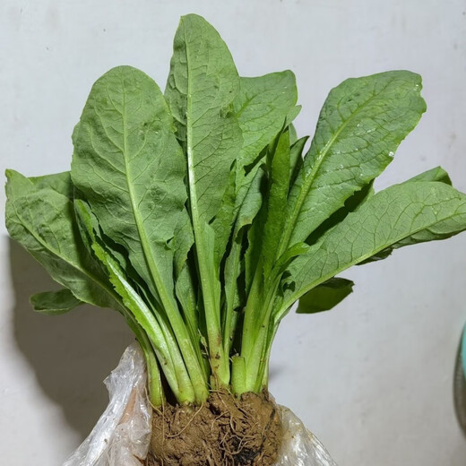 Guangdong Gaozhou sweet wheat seedlings and bitter wheat seedlings take the lead in harvesting with mud and can be harvested all year round. The balcony green plants have a sweet and soft taste. 20 trees